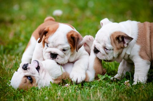 OK, you know what? Just writing this is depressing the shit out of me. So let's just enjoy some puppies, shall we?