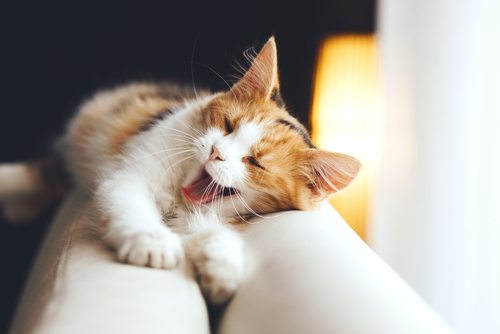 And now that you've done that, please take this adorable kitten as a mental palate cleanser.