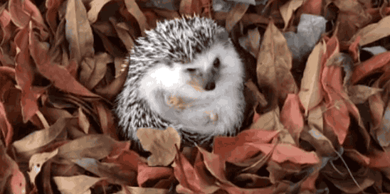 Gifs of cute hedgehogs are especially welcome right now.