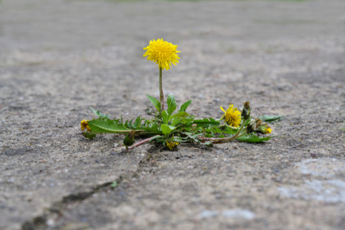 single dandelion flower breaks its way through the concrete