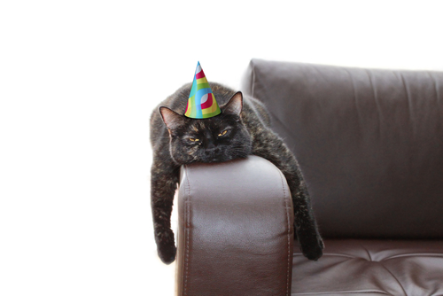 tortiseshell cat wearing a party hat, draped over the arm of a leather sofa, looking annoyed